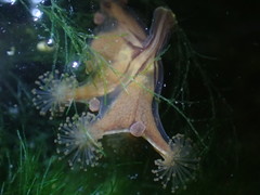 Haliclystus sanjuanensis