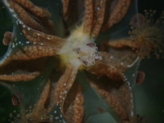 Haliclystus sanjuanensis