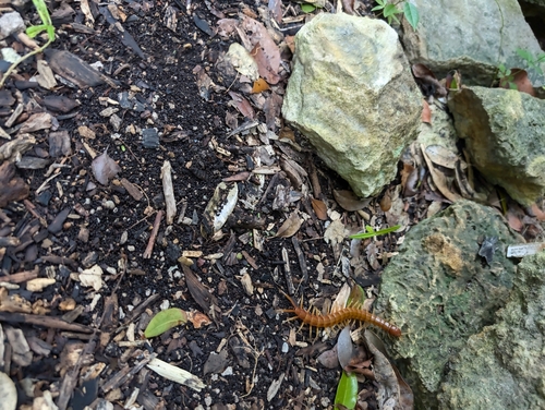 Caribbean Giant Centipede photo 5
