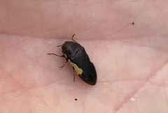 Acmaeodera pulchella