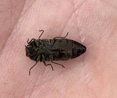 Acmaeodera pulchella