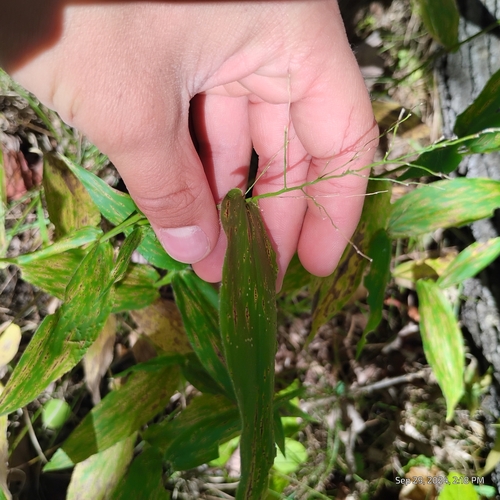 Image of Dichanthelium latifolium by (c) Bryce, some rights reserved (CC BY)