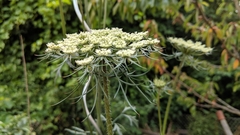 Daucus carota sativus