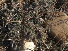 Camphorosma monspeliaca