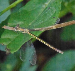 Lestes dryas
