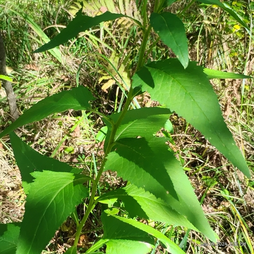Image of Hasteola suaveolens by (c) Bryce, some rights reserved (CC BY)