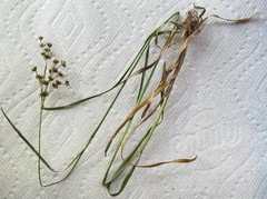Juncus biflorus