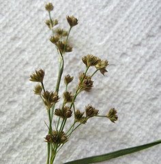 Juncus biflorus