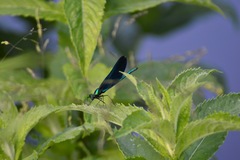 Calopteryx virgo