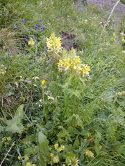 Pedicularis condensata
