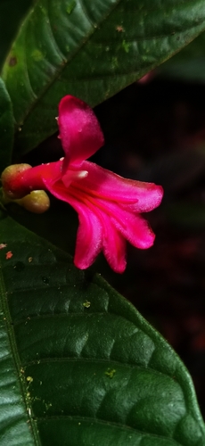 Ravenia spectabilis, photograph 3