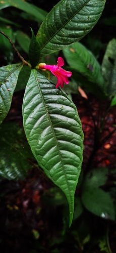 Ravenia spectabilis, photograph 4