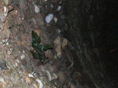 Asplenium sagittatum