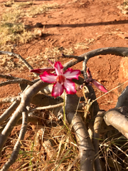 Adenium multiflorum