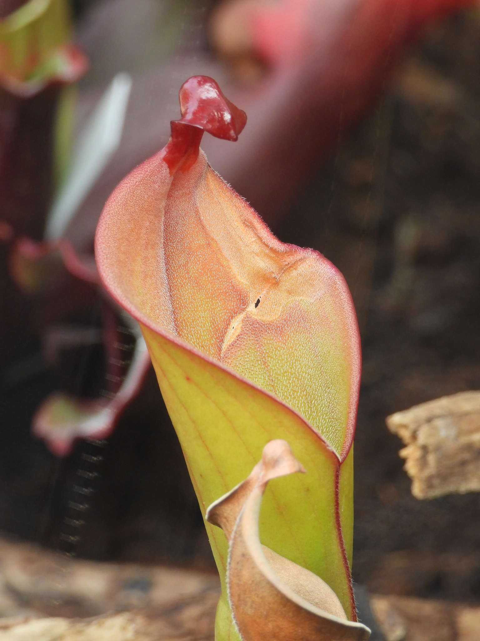 Heliamphora heterodoxa · iNaturalist