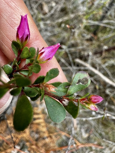 Image of Boronia crenulata by (c) pimelea, some rights reserved (CC BY)