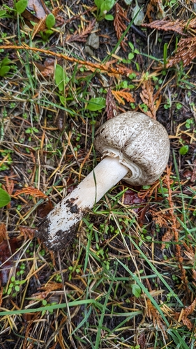 Owingsia PNW01 graham.jpg