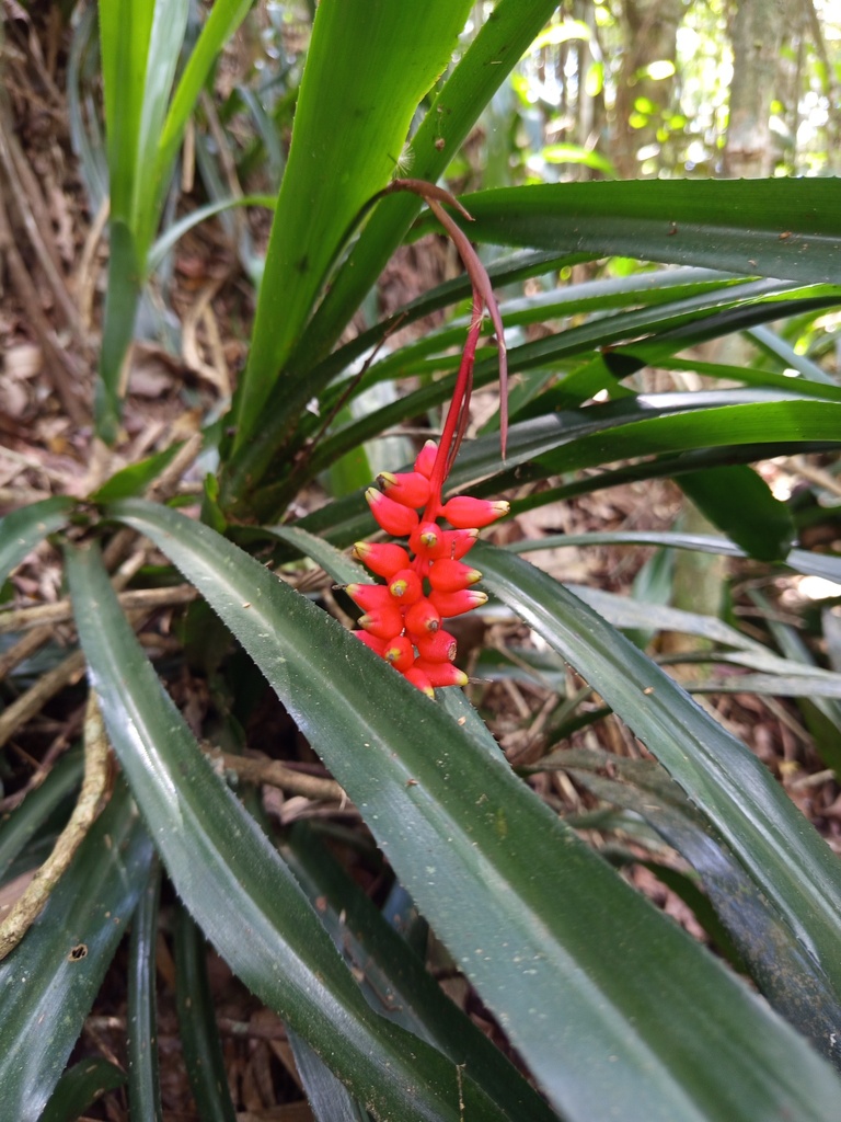 Aechmea racinae