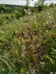 Trinia multicaulis