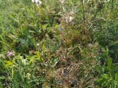 Trinia multicaulis