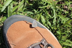 Glaucopsyche lygdamus image