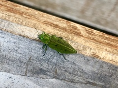 Trachykele opulenta