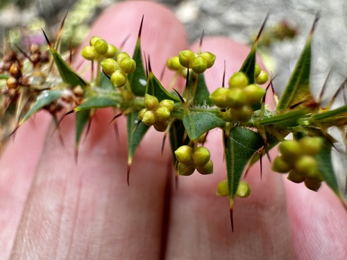Image of Acacia divergens by (c) pimelea, some rights reserved (CC BY)