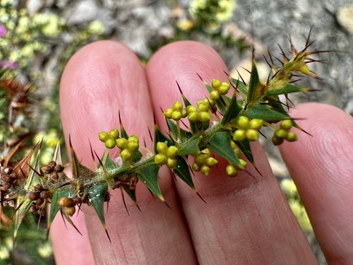 Image of Acacia divergens by (c) pimelea, some rights reserved (CC BY)