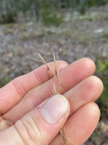 Image of Big Three-Awn (Aristida condensata) by (c) Scott Ward, some rights reserved (CC BY)