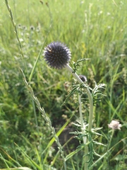 Echinops ritro ruthenicus
