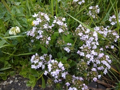 Thymus caucasicus