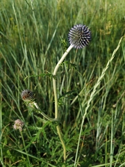 Echinops ritro ruthenicus