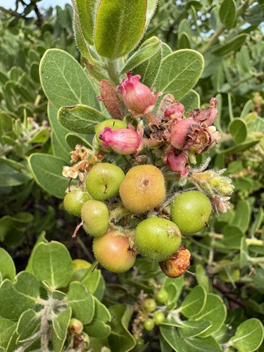 Image of Arctostaphylos confertiflora by (c) Cayman Lanzone, some rights reserved (CC BY)
