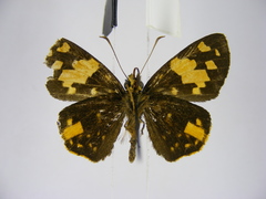 Apallaga fulgens montanus