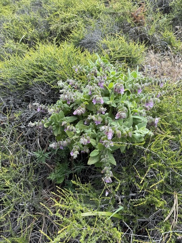 Lepechinia fragrans