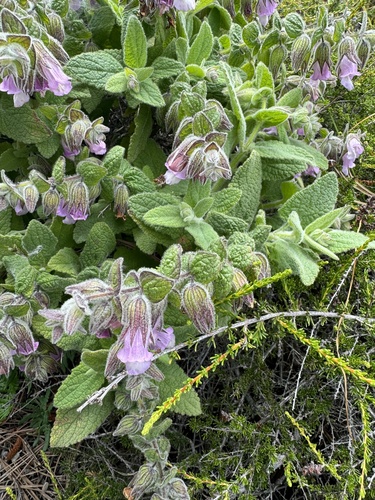 Lepechinia fragrans