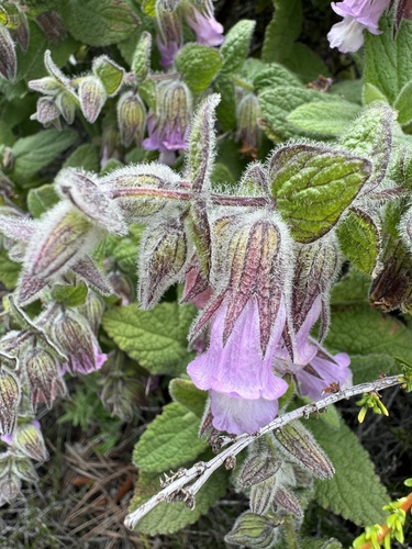 Lepechinia fragrans
