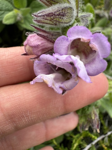 Lepechinia fragrans
