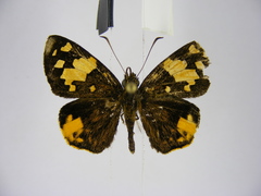Apallaga fulgens montanus