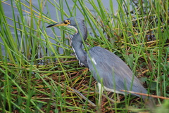 Egretta tricolor image