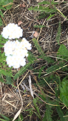Achillea millefolium