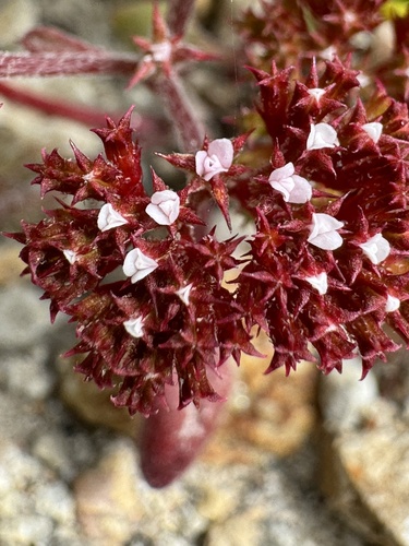 Image of Chorizanthe wheeleri by (c) Cayman Lanzone, some rights reserved (CC BY)