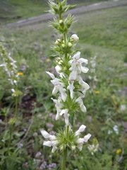 Stachys atherocalyx