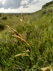 Bromus riparius
