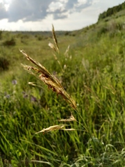 Bromus riparius
