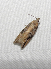 Proteoteras crescentana