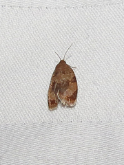 Clepsis listerana
