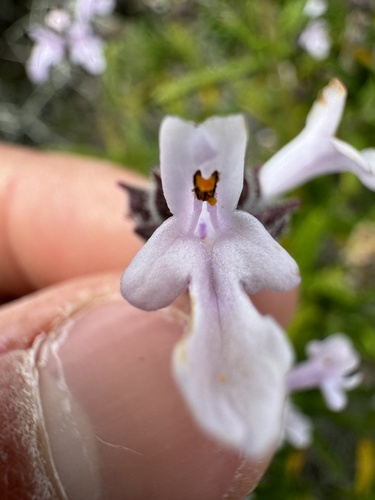 Image of Salvia brandegeei by (c) Cayman Lanzone, some rights reserved (CC BY)