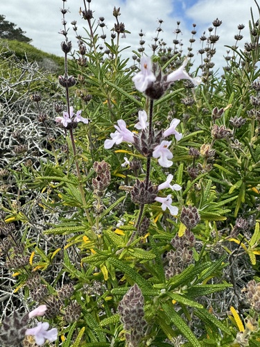 Image of Salvia brandegeei by (c) Cayman Lanzone, some rights reserved (CC BY)