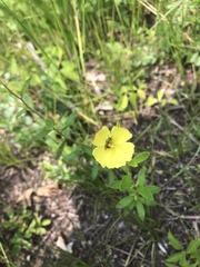 Crocanthemum canadense